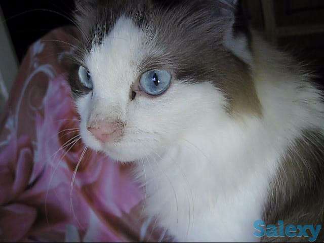 У меня Хозяин умер, фотография 8