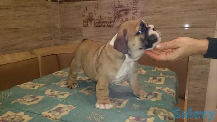 Щенки английского бульдога, фотография 4