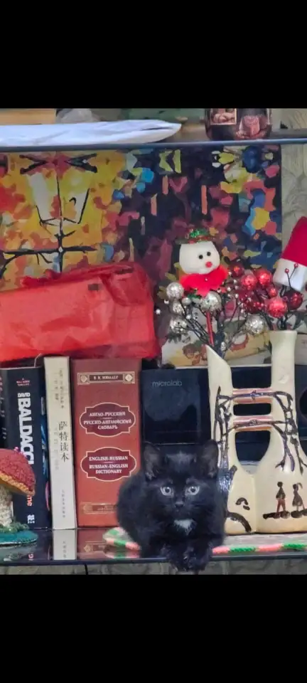 Отдам в добрые руки котика маленького,очень игривый и ласквый ,возраст 3 месяца, фотография 2