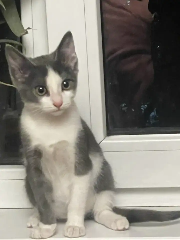 Отдадим котенка мальчика в добрые руки, фотография 1