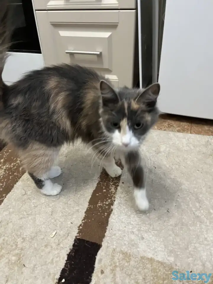 Отдам кошку, фотография 5