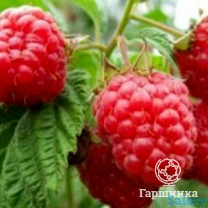 Малина Скромница красная, фотография 1