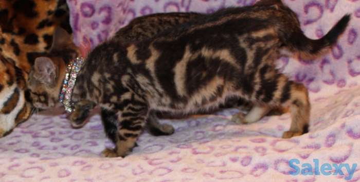 Бенгал для потомства, фотография 4