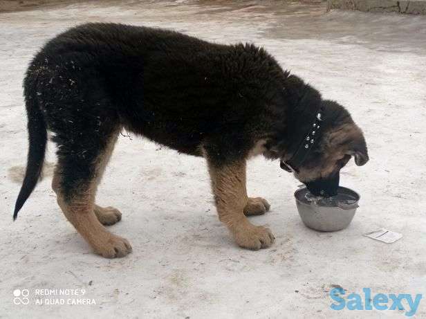 Немецкий авчарка продам, фотография 1