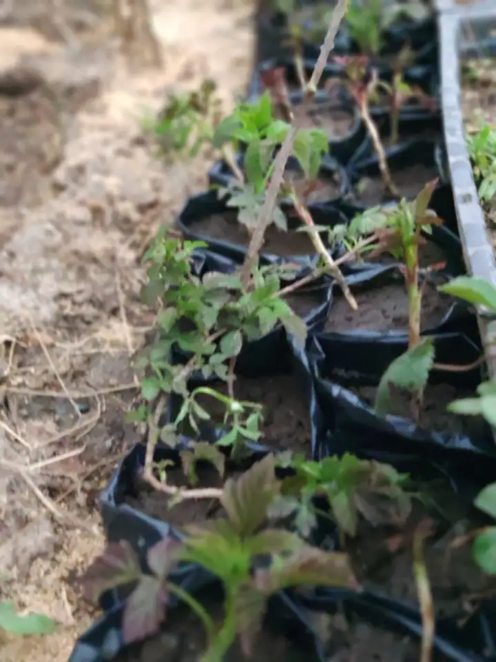 Продам саженцы малины, фотография 3