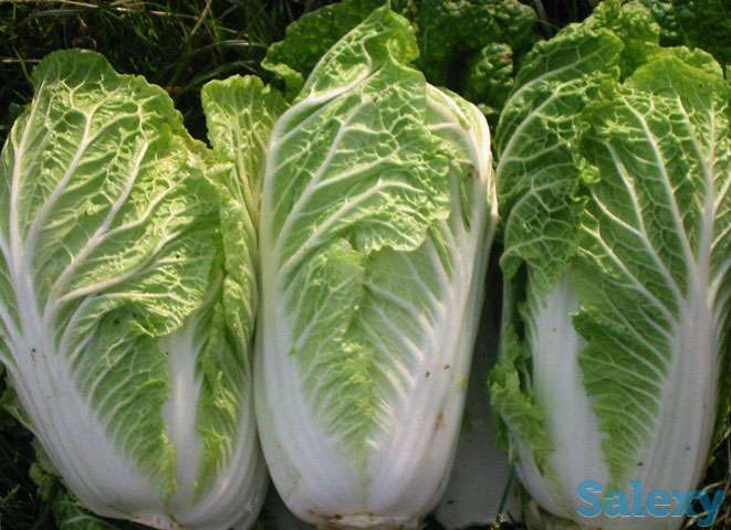 бицай, фотография 1