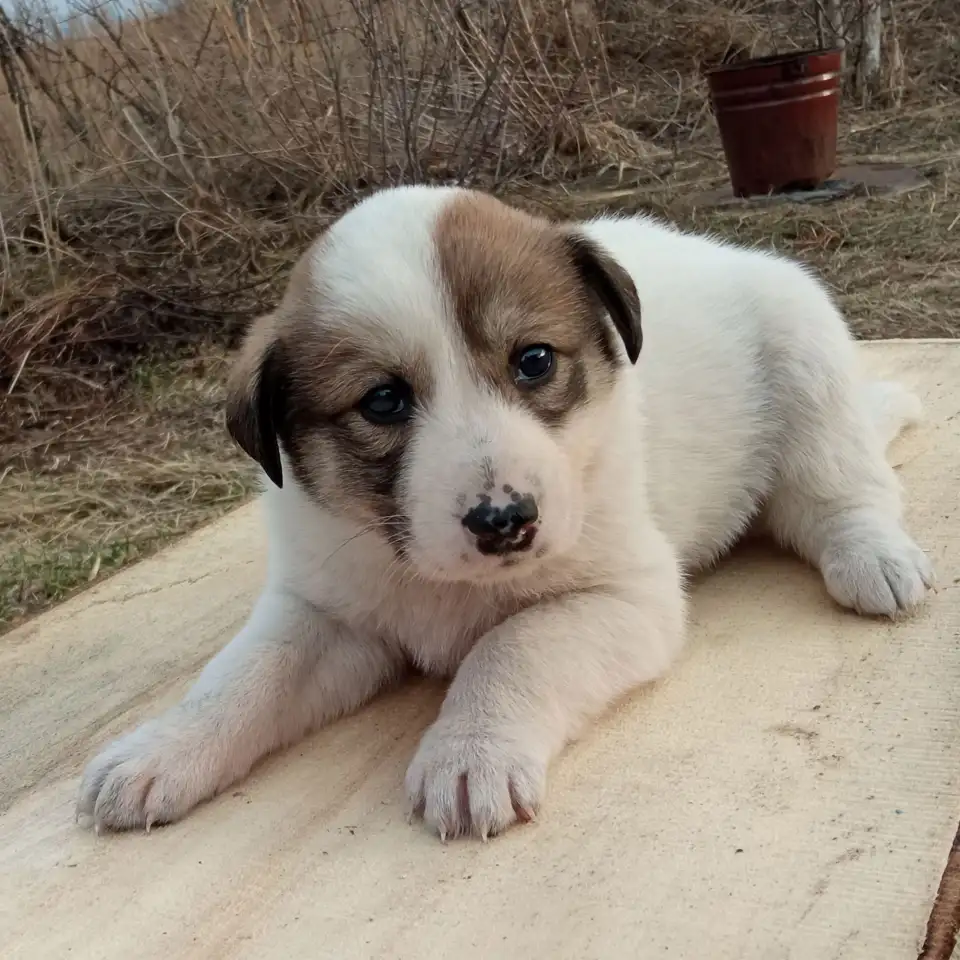 Отдам щенят, фотография 7