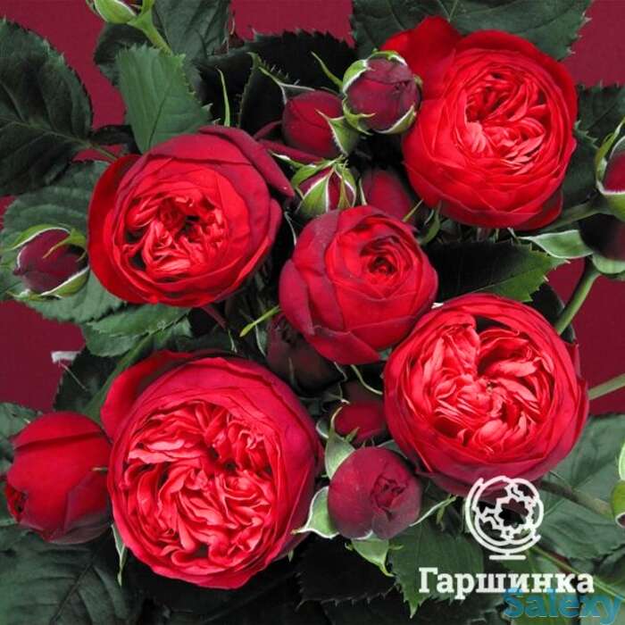 Роза пиано чайно-гибридная, топалович, фотография 1