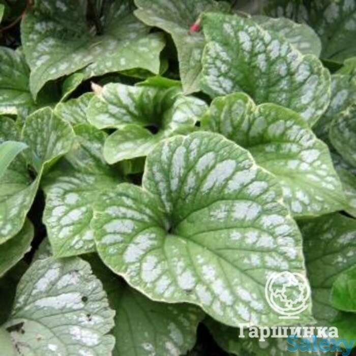 Бруннера сильвер вингс, фотография 1