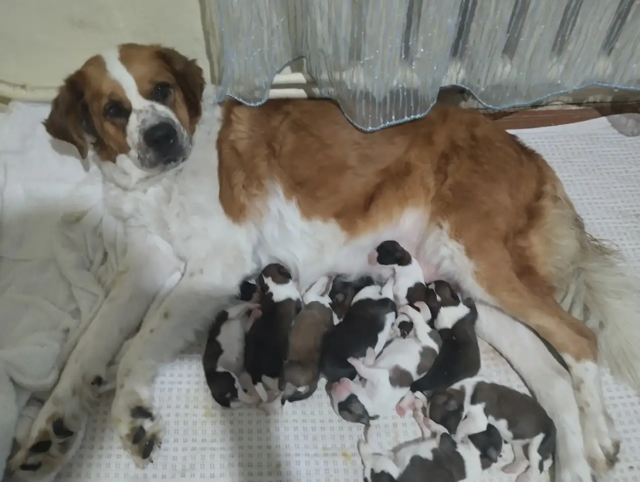 Продам щенка девочку чисто кровная, с документами привитая, Московская сторожевая, фотография 2