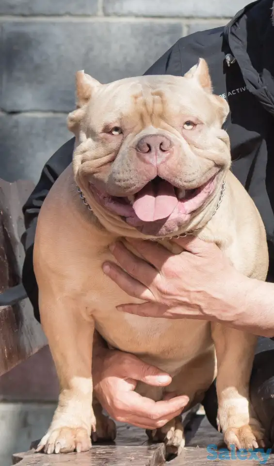 Американский булли, фотография 4