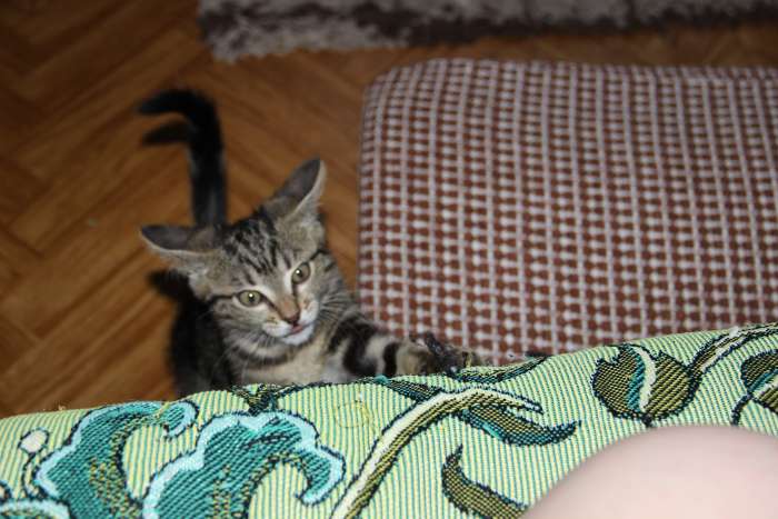 отдам в хорошие руки, фотография 1