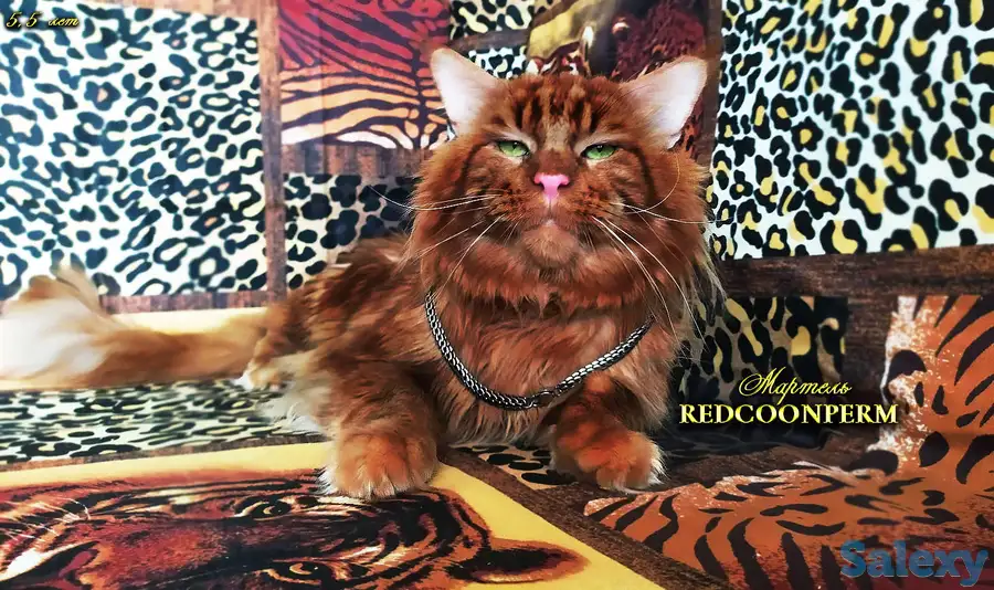 Мейн Кун красный солид. Шоу класс. Питомник, фотография 1