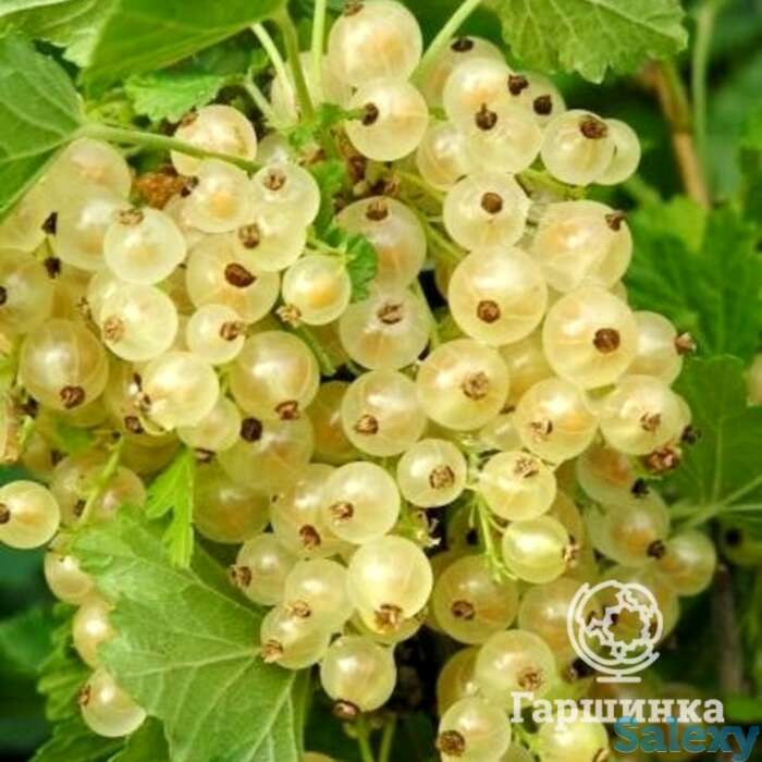 Смородина Версальская белая, фотография 1