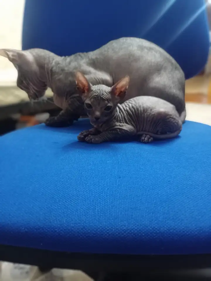 Очень ласковая кошечка сфинкс, ждёт своих хозяев!!!, фотография 4