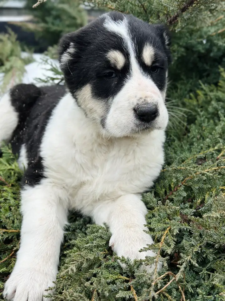 В продаже щенки Алабая, фотография 1