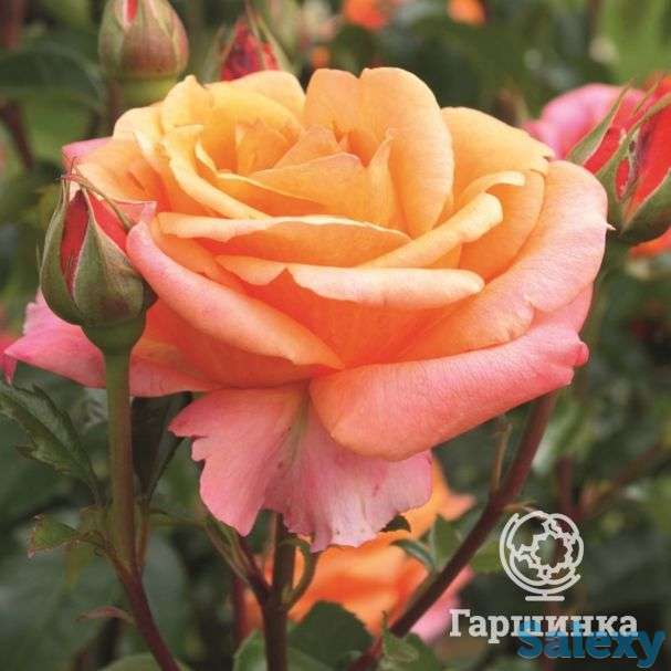 Роза черри бренди чайно-гибридная, топалович, фотография 1