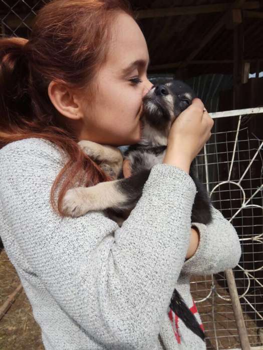 Собаки из приюта  свет надежды, фотография 1