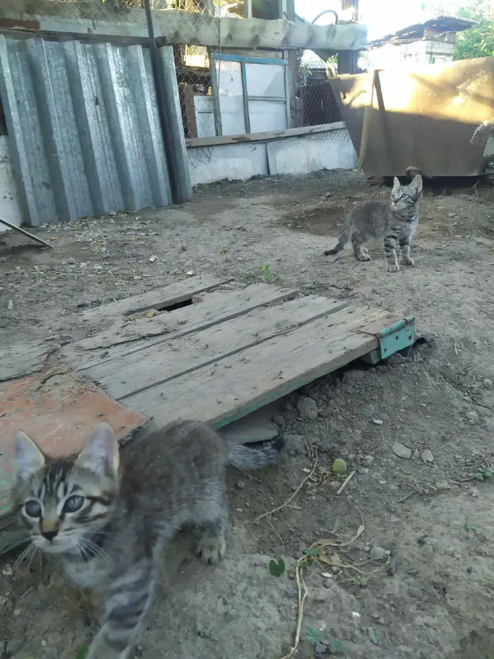 Отдам котят в добрые руки, фотография 3