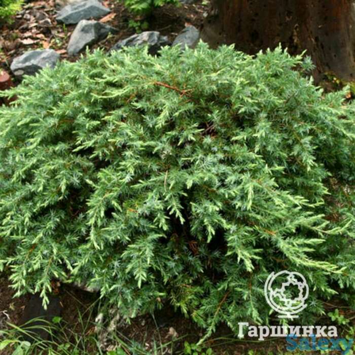 Можжевельник прибрежный шлягер, фотография 1