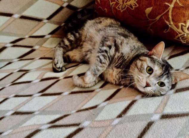 ​Мусенька ищет хозяев, фотография 2