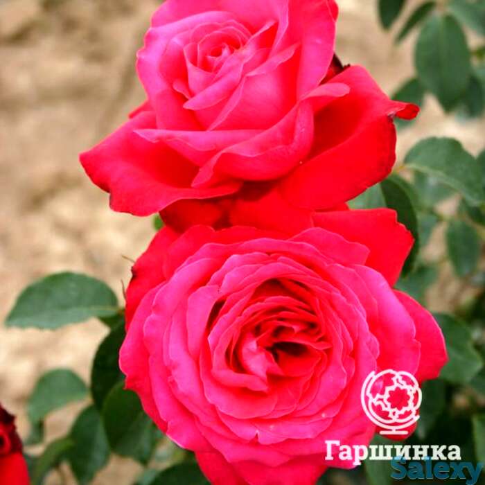 Роза Алекс Ред чайно-гибридная, фотография 1