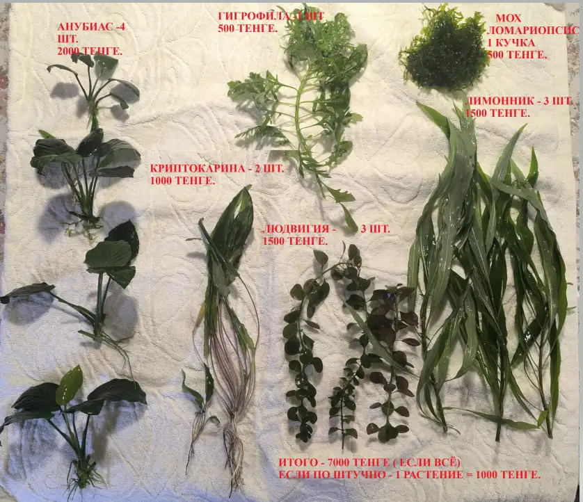 Продаются аквариумные растения., фотография 1