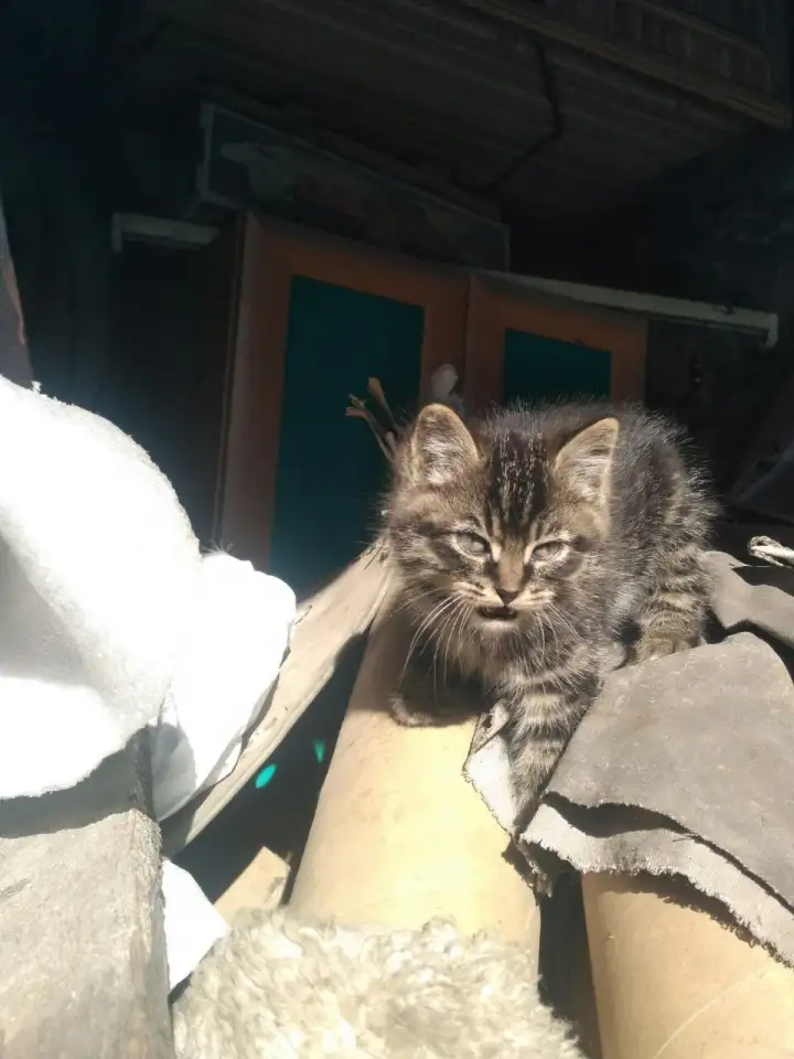 Отдам котят в заботливые руки, фотография 4