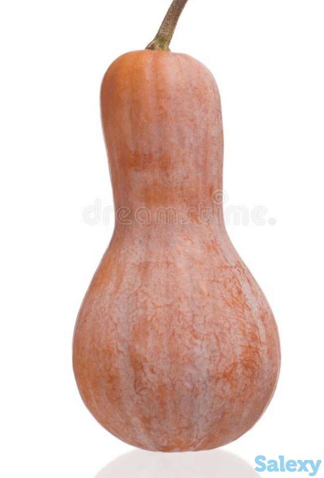 Рассада тыквы, фотография 3