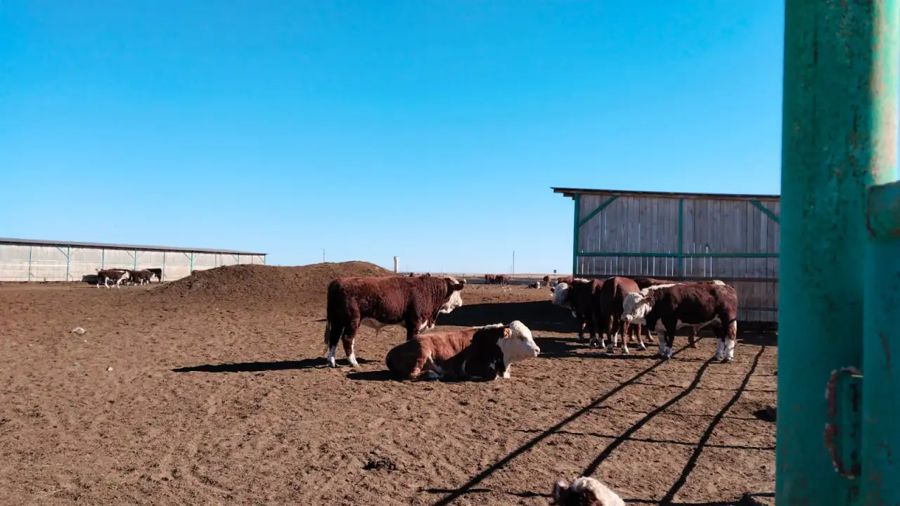 продам крс, фотография 1