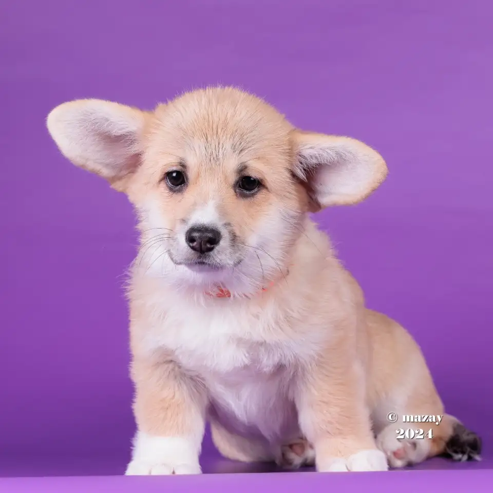 Щенки Вельш Корги Пемброк, фотография 6