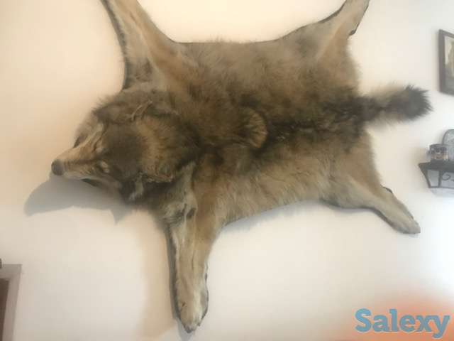 Шкура волка, фотография 1