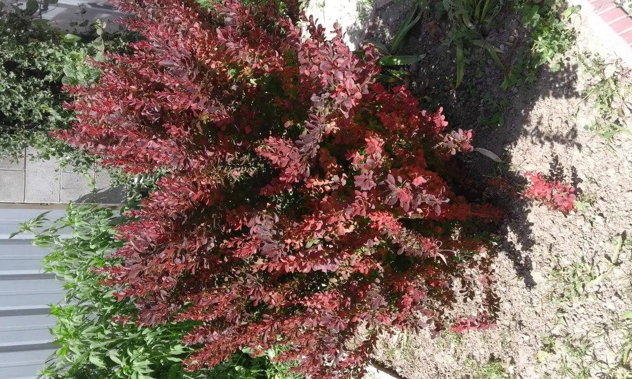 Садовые деревья цветущие и ягодные кустарники цветы многолетки, фотография 12