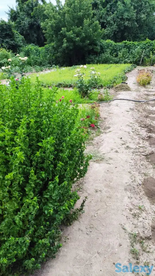 Дача 15 соток, Алматинская область, Талгарский район, с.о. Кендалинский, с. Кендала, с/т Медик-, фотография 5