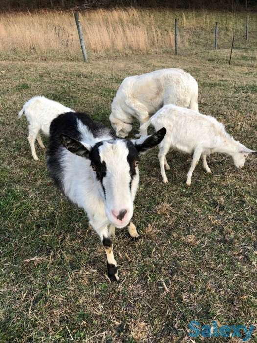 Племенные козы Альпийской породы (скот из Европы класса Элита и Элита Рекорд), фотография 3
