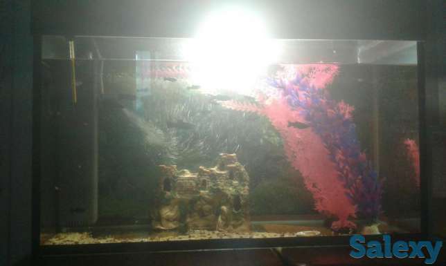 Продам аквариум с рыбками, фотография 1