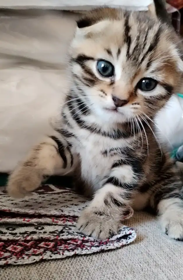 Продаются Шотландские котята, фотография 5