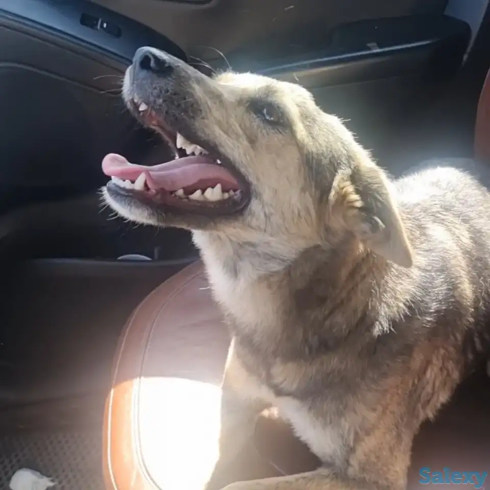 Чита ищет дом. Доставлю!, фотография 3