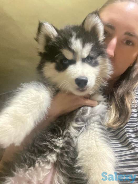 Продаю щенков сибирской хаски, фотография 2