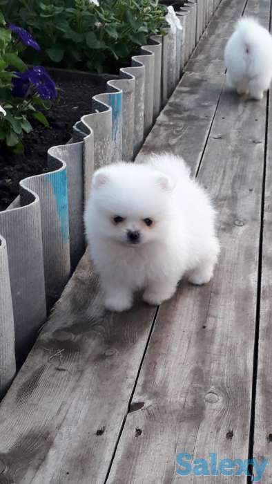 Белоснежые шпицы, фотография 5