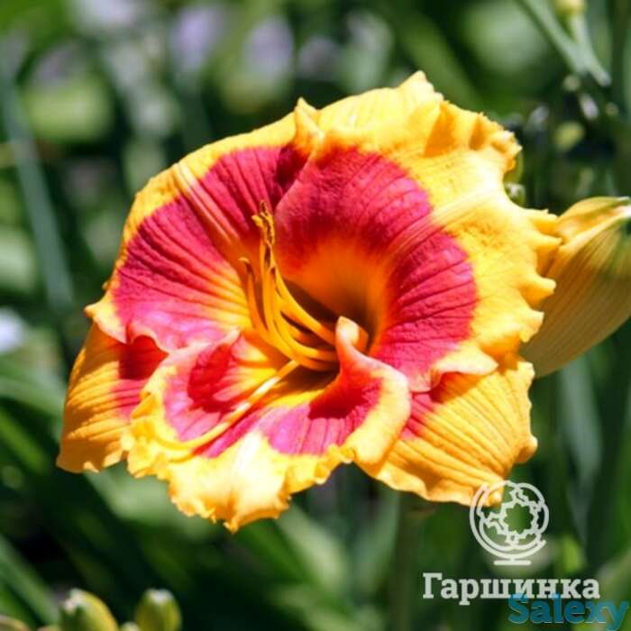 Лилейник бруквуд ли кози, фотография 1