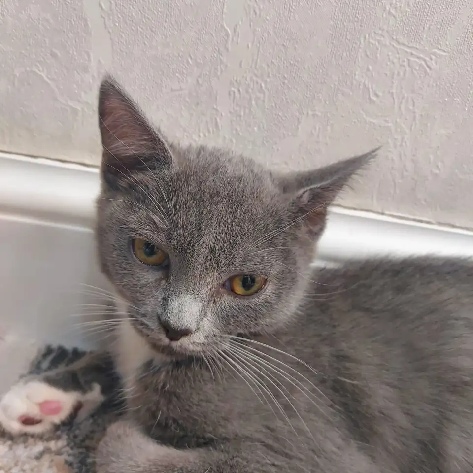 Бесплатно котята! Британец и бенгальская порода, фотография 1