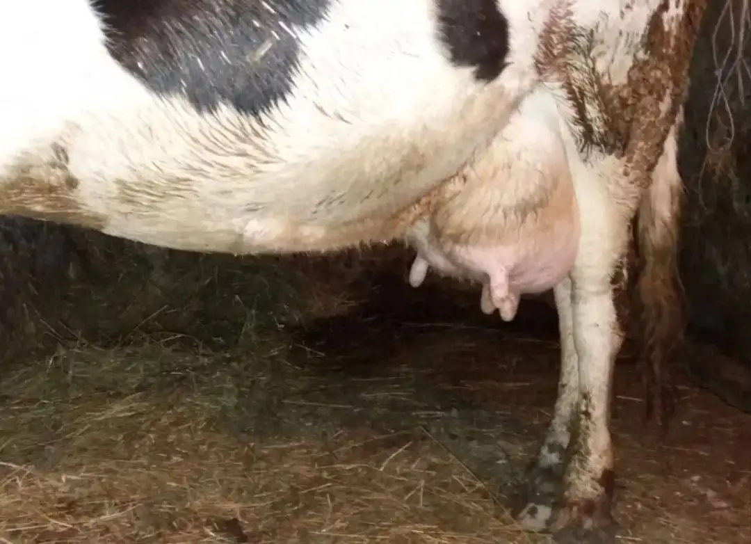 Продам корову молочную, фотография 3