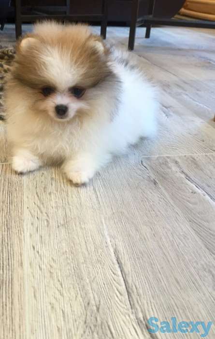 Щенки шпица: мальчик и девочка с вет.паспортами, фотография 8