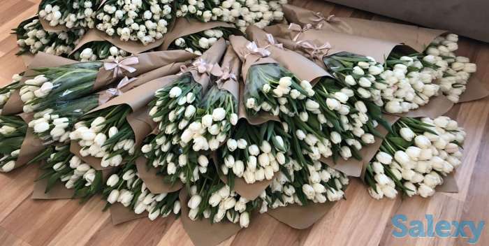 Продам тюльпаны красивые к 8 марта, фотография 3