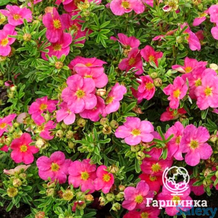 Лапчатка белиссима, фотография 1