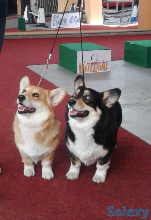 Карликовая овчаркаВельш Корги Пемброк, любимая порода английской королевы., фотография 1