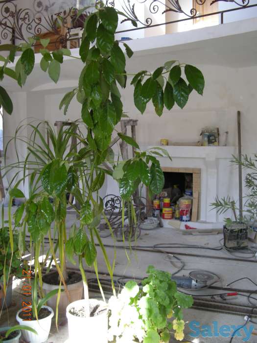 Фикус, фотография 2