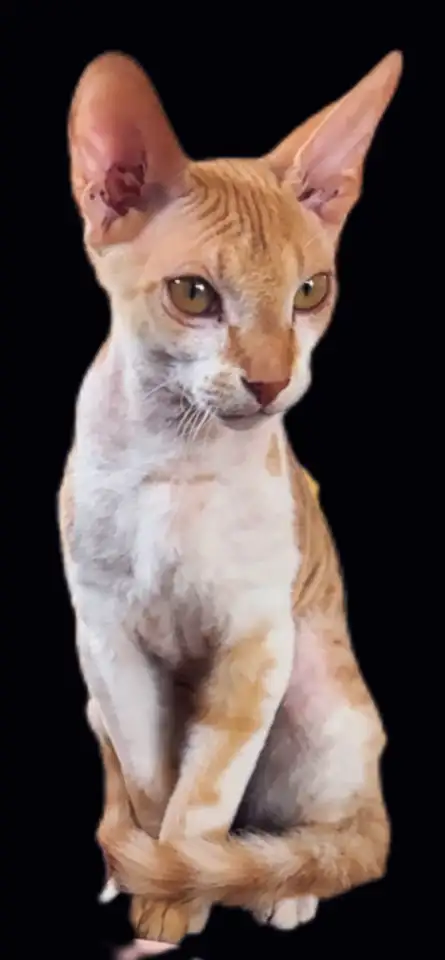 Пропал кот СФИНКС рыжий велюровый Вознаграждение 200.000, фотография 3