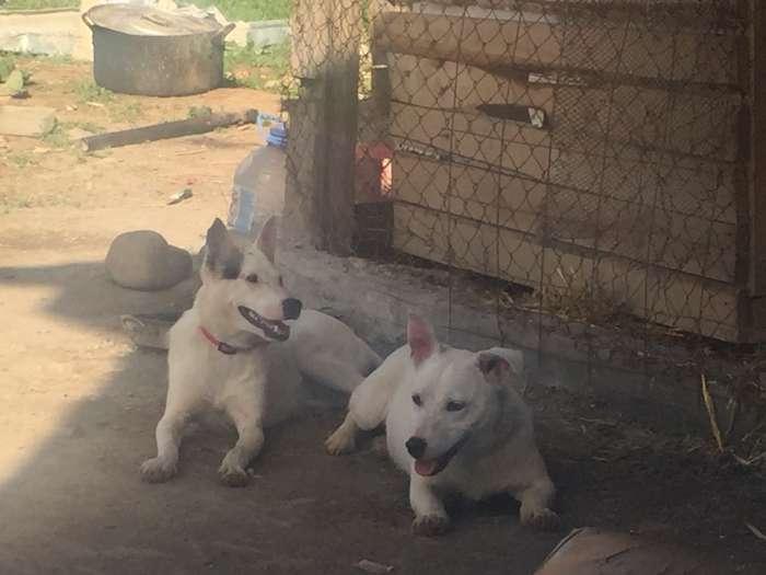 Собаки из приюта  свет надежды, фотография 8